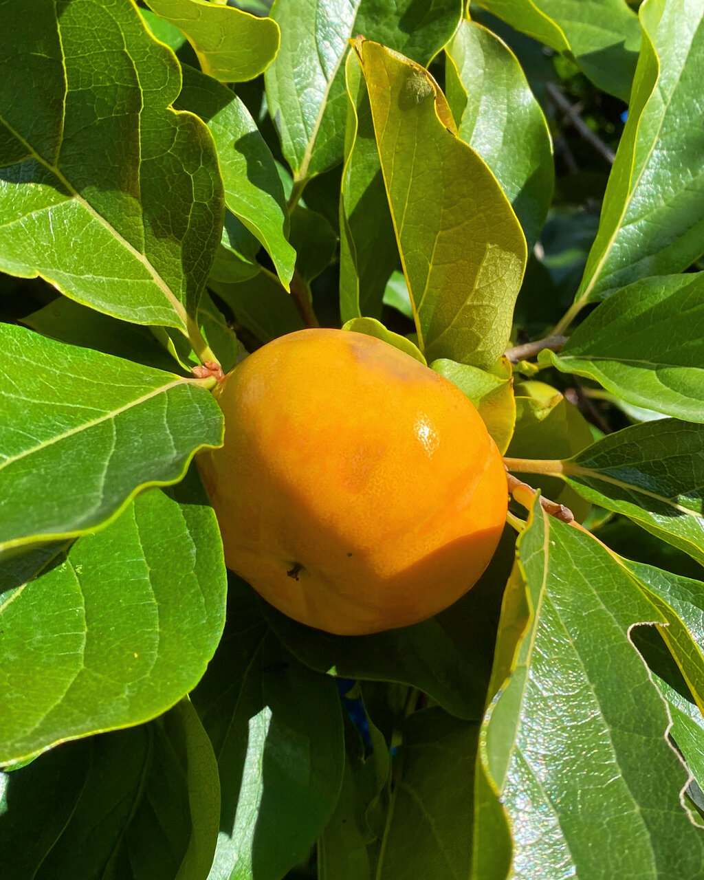 Гостевой дом Парк Шале Красная Поляна-234