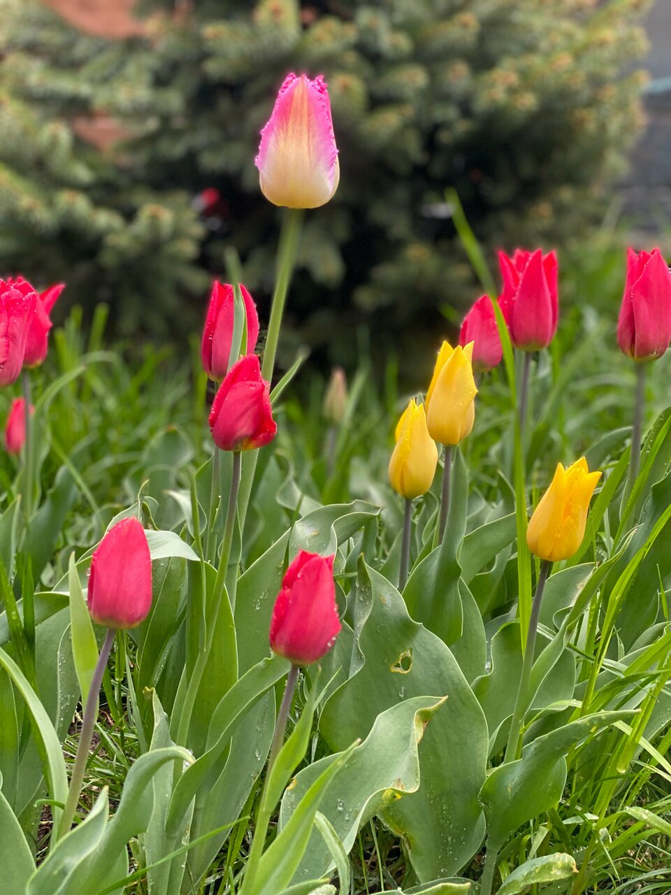 Гостевой дом Парк Шале Красная Поляна-185