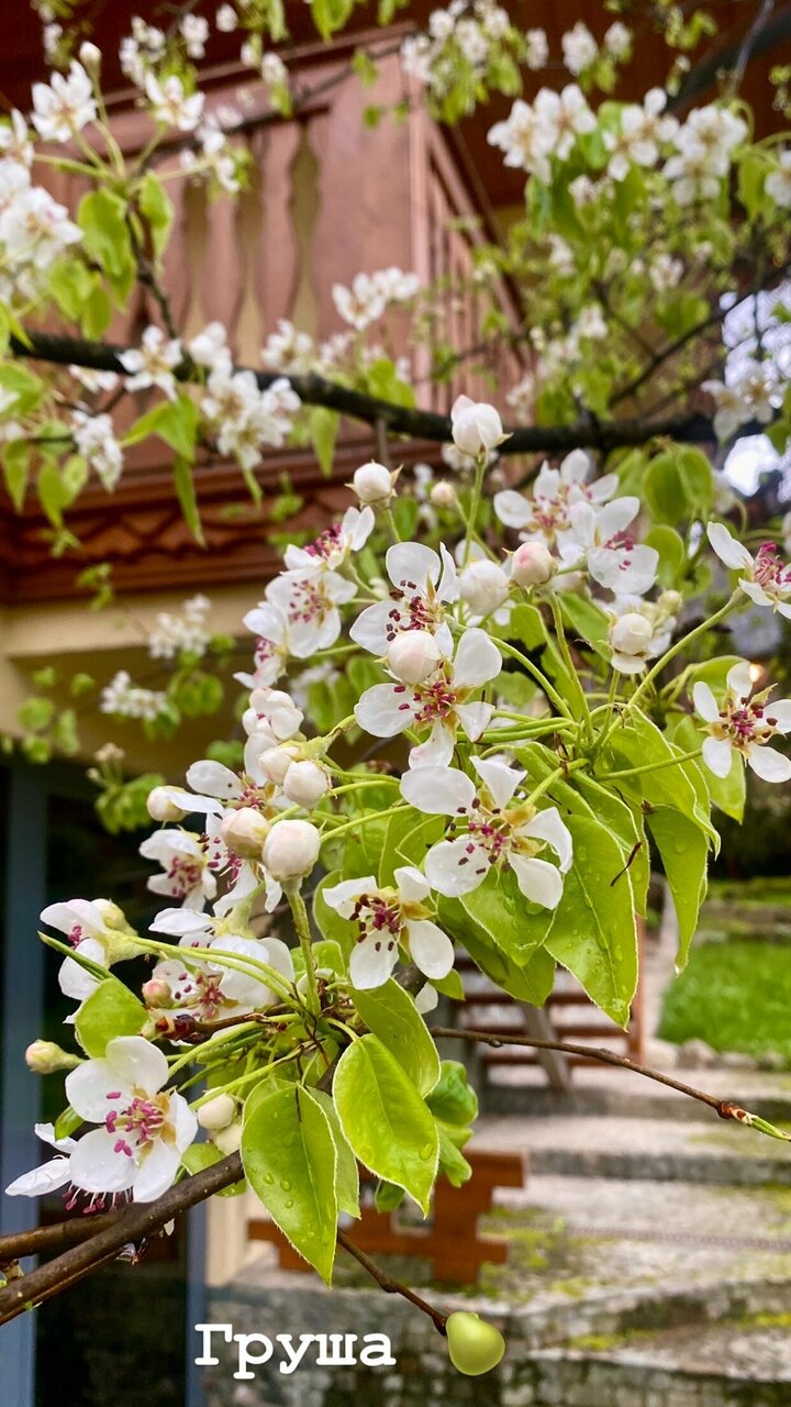 Гостевой дом Парк Шале Красная Поляна-130