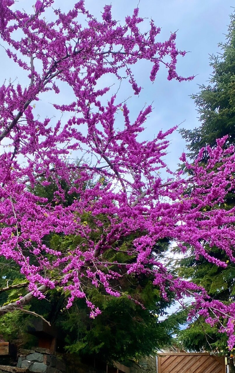 Гостевой дом Парк Шале Красная Поляна-169