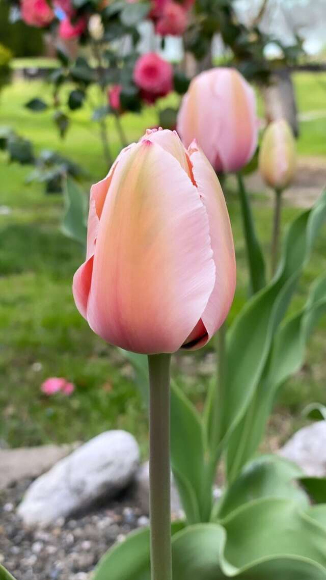 Гостевой дом Парк Шале Красная Поляна-117