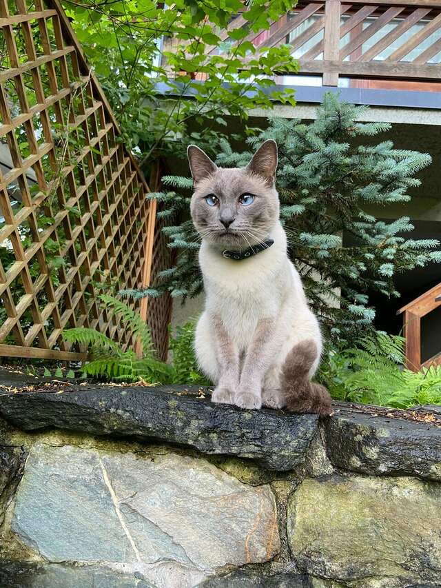 Гостевой дом Парк Шале Красная Поляна-116