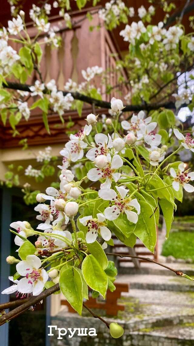 Гостевой дом Парк Шале Красная Поляна-129