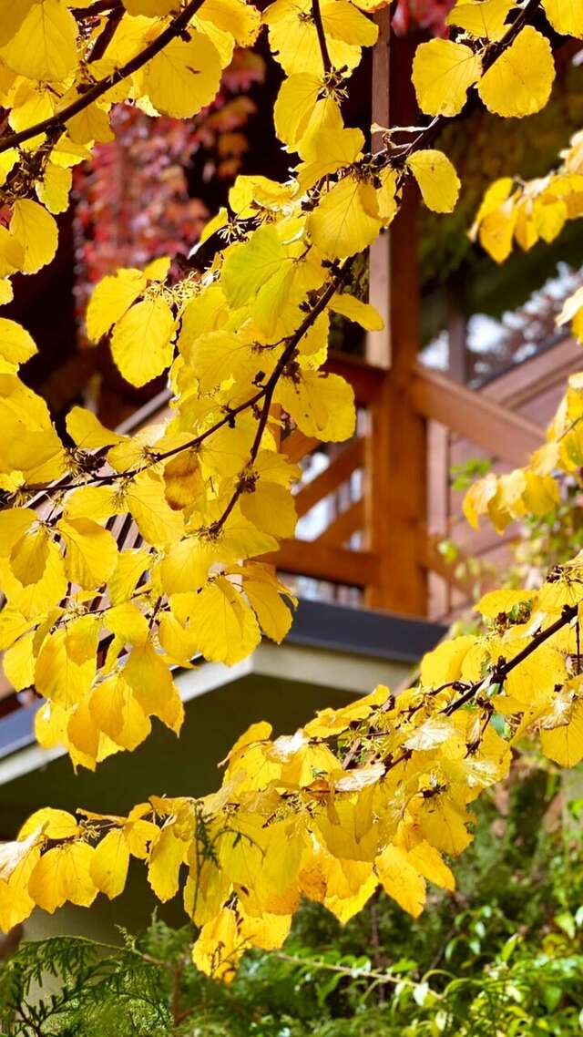 Гостевой дом Парк Шале Красная Поляна-196